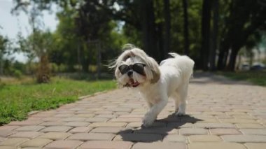 Güneşli bir günde, küçük bir Shih Tzu köpeği parke bir yolda koşuyor, siyah güneş gözlüğü takıyor. Köpek mutlu ve aktif görünüyor, dili dışarı çıkmış.