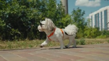 Güneşli bir günde küçük bir Shih Tzu köpeği tasmayla yürüyor. Köpek turuncu bir kayış takımı ve siyah güneş gözlüğü takıyor, şık ve kendinden emin görünüyor.