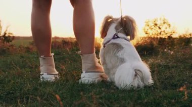 Shih Tsu köpeğinin tasmalı hali sahibinin yanında oturmuş doğada güzel bir gün batımını seyrediyor.