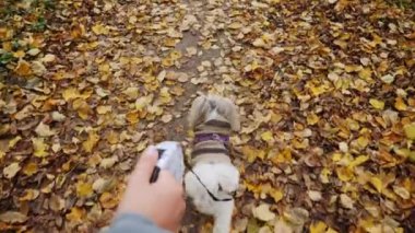 Bir insan, sonbahar yapraklarıyla kaplı bir patika boyunca Shih Tzu köpeğini tasmayla gezdirir. Köpek kahverengi bir kazak giyiyor. Arka görünüm
