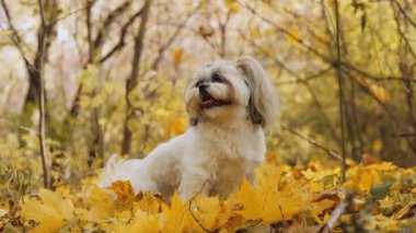 Küçük bir Shih Tzu köpeği ormanda sonbahar yaprakları arasında oynar. Yaprakların sarı ve altın rengi ılık bir atmosfer yaratır.