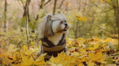 Sonbahar parkında düşen yaprakların arasında kazak giymiş bir Shih Tsu köpeği portresi. Yavaş çekim.