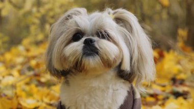 Bir Shih Tzu köpeği sarı sonbahar yapraklarının üzerine çizgili bir kazak giyerek oturur. Köpek ağzında ince bir dal tutuyor.