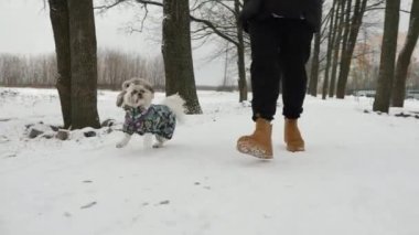 Renkli çiçek desenli tulum giyen bir Shih Tzu köpeği, kahverengi çizmeli ve siyah pantolonlu birinin yanında karda koşar.