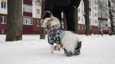 Bir Shih Tzu köpeği, elinde sopayla karda oynar. Arka planda yüksek binalar olan kış caddesi