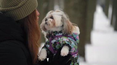 Shih Tzu köpeği canlı, sıcak kıyafetler içinde, karlı bir parkta yürürken sahibinin yüzünü yalıyor.