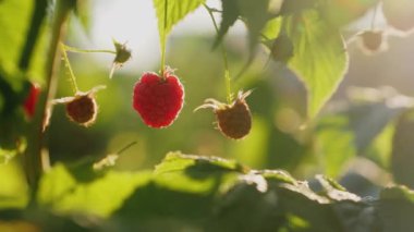 Çalının üzerinde asılı olgun ahududu tasvir ediyor. Parlak kırmızı böğürtlenler yeşil yaprakların arasından süzülen güneş ışığıyla aydınlanır.