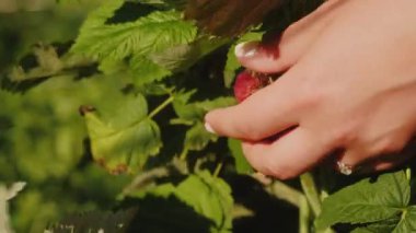 Bir el nazikçe çalılıktan bir ahududu topluyor. Parlak yeşil yapraklar ve kırmızı böğürtlen zıt ve doğal bir görüntü yaratır.