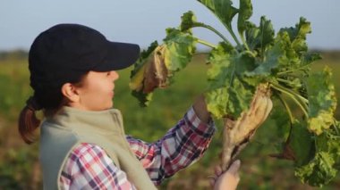 Tarladaki kadın büyük, olgun bir şeker pancarı tutuyor. Agronomist şeker pancarı, yavaş çekim 4k video inceler