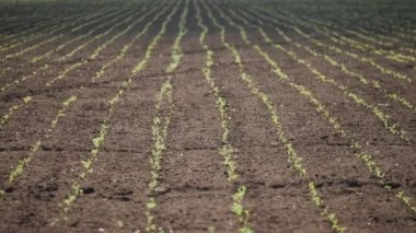 Genç nohut tarlası. İlkbaharda tarımda yetişen küçük yeşil filizler.
