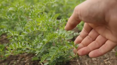 Bir el tarladaki yeşil bir bitkiye hafifçe dokunur, yapraklara odaklanır, ilkbahar günü.
