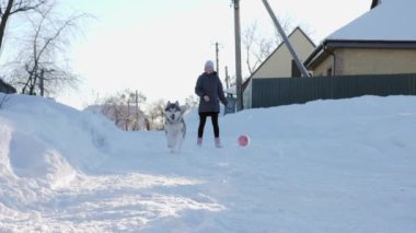 Bir kız karda Sibiryalı bir boğayla oynuyor, top atıyor. Köpek oyuncağa atlıyor kış bahçesinin arka planına