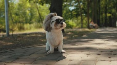 Güneş gözlüklü şirin bir Shih Tzu yeşil bitkilerin arasında asfalt bir yolda oturuyor, çok şık görünüyor.