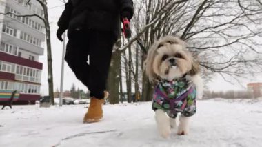 Renkli ceketli küçük bir Shih Tzu köpeği karlı bir kaldırımda yürüyor. Sıcak kış giysileri içinde bir insan yanında yürür.