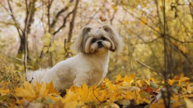 Küçük bir Shih Tzu köpeği ormanda sonbahar yaprakları arasında oynar. Yaprakların sarı ve altın rengi ılık bir atmosfer yaratır.