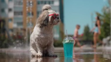 Güneş gözlüğü takan Shih Tzu köpeği güneşli bir günde soğuk bir içeceğin yanında oturur. İnsanlar rahatlarken arka plan bulanıklaşıyor.