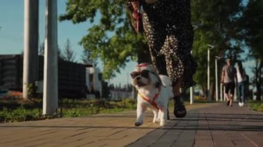 Parlak kırmızı güneş gözlüklü küçük bir Shih Tzu köpeği ve kafasında kırmızı bir fiyonk. Köpek, bir parkta yaya yolunda tasmayla yürüyor.
