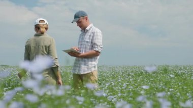 Birkaç çiftçi çiçek açan keten tarlasında dijital tabletle çalışıyor, keten tohumlarının olgunlaşmasını inceliyorlar.