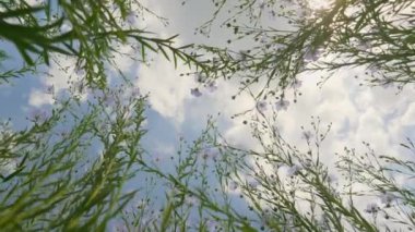 Mavi bulutlu gökyüzüne ve güneş ışığına karşı bir tarlada yeşil saplar ve açan mavi keten çiçekleri. Tarım alanında keten yetiştirmek