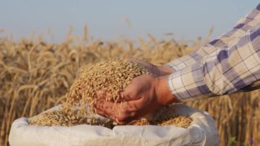 Bir erkek çiftçinin eli, iyi bir hasat ve yavaş çekim sonrasında tarladaki bir çuvaldan bir sürü arpa tohumu alıyor.