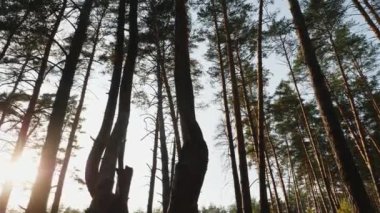 Ormandaki çam ağaçlarının tepesine ve bulutlu mavi gökyüzüne çam ormanlarında ağır çekimde yürürken.