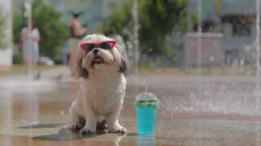 Kırmızı güneş gözlüklü küçük bir Shih Tzu köpeği mavi bir içecekle kokteyl koklar. Köpek, modern kentsel binaların arka planına karşı ıslak bir zeminde oturuyor.