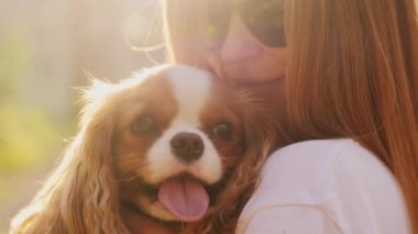 Güneş ışığında, gün batımında sahibinin kollarında parkta yürürken sevimli bir Cavalier köpeğinin yakın çekimi.