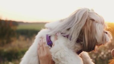 Genç bir kadın boş zamanını gün batımında köpeğiyle birlikte doğada geçirir. Shih tzu sahibinin burnunu yalıyor, yakın plan.