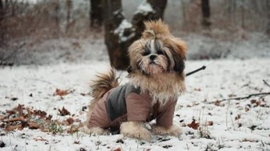 Küçük bir Shih Tzu köpeği kış parkında yürüyor. Şık bir tulum giymiş, karda oynuyor, neşeli ve hareketli görünüyor.