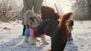 Parlak tulumlu bir Shih Tzu köpeği kış parkında karlı bir yolda diğer köpeklerle oynar. Güneşli gün, atmosfere sıcaklık katar.