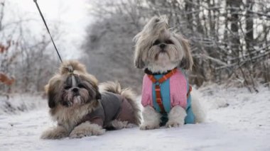 İki Shih Tzu köpeği kış yürüyüşü sırasında karda oturuyorlar. Biri pembe-mavi tulumlu, diğeri kahverengi tulumlu.