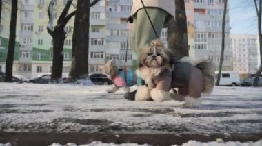 Kış tulumlu iki Shih Tzu köpeği apartman binalarının yakınındaki karlı bir patika boyunca tasmalar üzerinde yürüyorlar. Şehir kışı havası var.