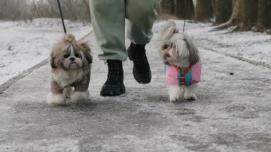 Kış tulumlu iki Shih Tzu köpeği sahibi ile karlı bir park yolunda yürüyorlar. Atmosfer sakin ve rahat.
