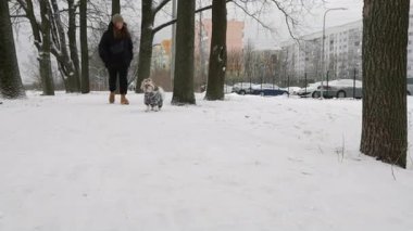 Tasmalı bir Shih Tzu köpeği, şehir manzarasının sahibi tarafından yönetilen, renkli, kalın giysiler içinde karda yürür.
