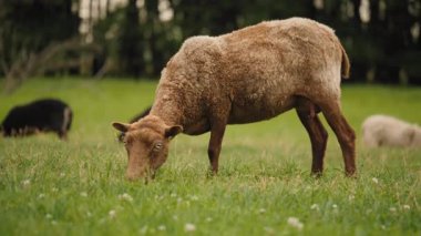 Kahverengi boynuzlu bir koyun diğer koyunların arasında yeşil bir tarlada otluyor. Ön planda net bir odak noktası olan huzurlu bir yaz manzarası.