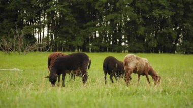 Ormanın yakınındaki yeşil bir tarlada otlayan bir grup siyah ve kırmızımsı koyun. Yaz günü, doğal ışıklandırma, huzurlu kırsal atmosfer.