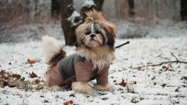 Küçük bir Shih Tzu köpeği kış parkında yürüyor. Şık bir tulum giymiş, karda oynuyor, neşeli ve hareketli görünüyor.