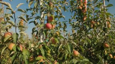 Meyve ağaçlarında asılı kırmızı elmalar güneşli bir havada mavi gökyüzüne karşı soyutlanmış dallar.