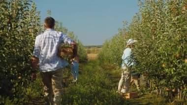Çocuklu mutlu bir aile, güneşli bir havada elma bahçesinde elma topluyor. Elma toplama mevsimi
