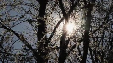 Bahar ağaçlarının dallarını delip geçen güneş ışığı