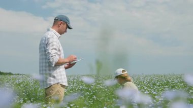 Birkaç çiftçi çiçek açan keten tarlasında dijital tabletle çalışıyor, keten tohumlarının olgunlaşmasını inceliyorlar.