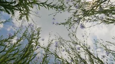 Mavi bulutlu gökyüzüne ve güneş ışığına karşı bir tarlada yeşil saplar ve açan mavi keten çiçekleri. Tarım alanında keten yetiştirmek