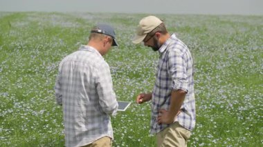 Genç çiftçilerden oluşan bir ekip, iki adam tarladaki keten çiçeklerini dijital tablet kullanarak inceliyor.