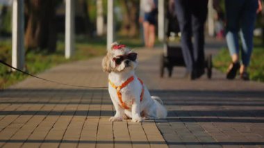 Güneşli bir yürüyüşte güneş gözlüğü takan şık Shih Tzu.