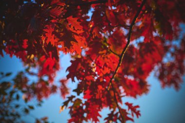 Sonbaharda mavi gökyüzüne karşı kırmızı meşe yaprakları