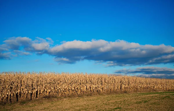 Błękitne Niebo Nad Suchym Polem Kukurydzy — Zdjęcie stockowe