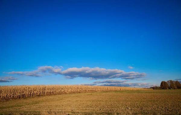 Kék Száraz Kukoricamező Felett — Stock Fotó