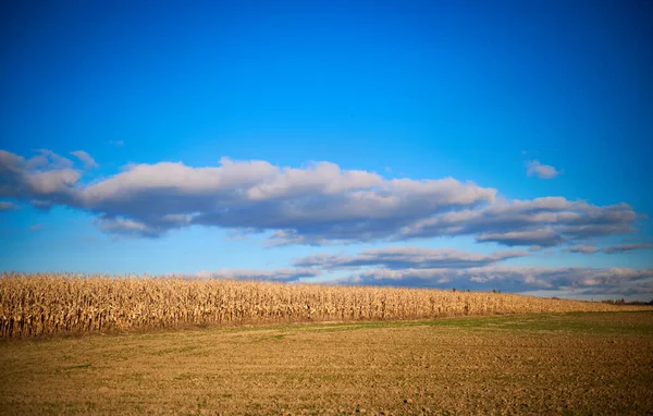 Błękitne Niebo Nad Suchym Polem Kukurydzy — Zdjęcie stockowe