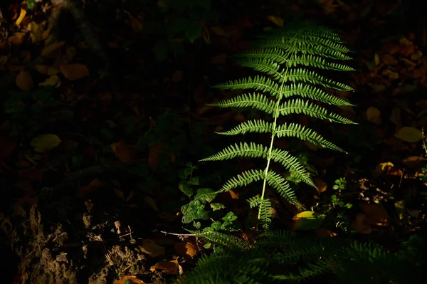 Farnblatt Wald Licht Der Sonnenstrahlen — Stockfoto