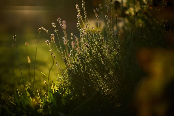 Gräsmattor Blommor Lågor Nedgående Sol — Stockfoto